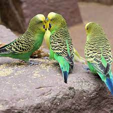 Remember that, in german, both the spelling of the word and the article preceding the word can change depending on whether it is in the nominative, accusative, genitive, or dative case. Farbschlage Und Vererbung Beim Wellensittich Gibt Es Rote Wellensittiche Sciodoo