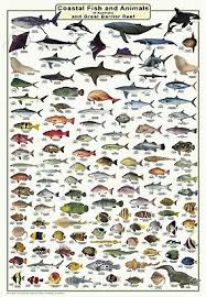 Australian Fish Identification Fish And Marine Animals