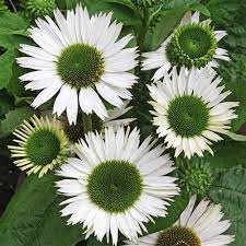 Pin On Flowers