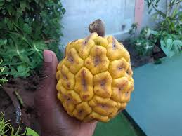 Image result for Myrianthus