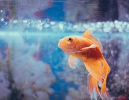 I Was Cycling A Tank… : R/Bettafish
