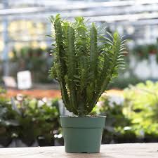 Image result for Euphorbia citrina