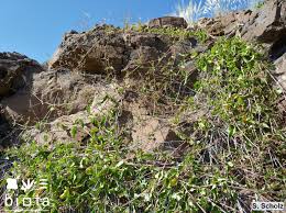 Image result for Commicarpus helenae