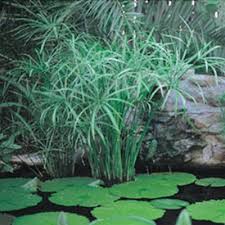 Image result for Cyperus clavinux