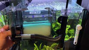 Check spelling or type a new query. Good Reasons To Use A Surface Skimmer Now Honey Gourami