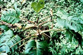 Monstera Oreophila