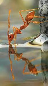 Ant Drinking Water Nature Animals Animals Beautiful Animal Photography