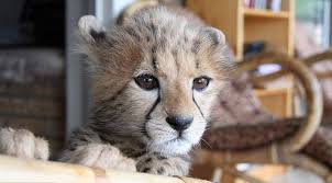 En Buyuk Evcil Kedi Animals Animals Wild Pets