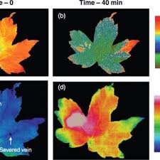 Plants absorb water from the soil by osmosis. Pdf Guard Cell Photosynthesis And Stomatal Function