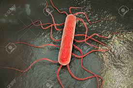 Motile via flagella at 30°c and below but usually not at 37°cgründling, a., burrack, l.s. 3d Illustration Of Bacterium Listeria Monocytogenes Gram Positive Stock Photo Picture And Royalty Free Image Image 71355405