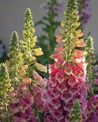 63 Tumblr Foxglove Plant Beautiful Flowers Flower Garden
