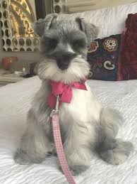 We did not find results for: Ranked As One Of The Most Popular Dog Breeds In The World The Miniature Schnauzer Is A Cute Little Square Face Schnauzer Puppy Mini Schnauzer Puppies Schnauzer