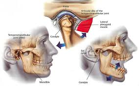 Pin On Surviving Anatomy