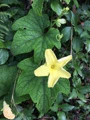 Image result for Peponium vogelii