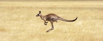 The kangaroo hop – how does it work? – Janine Duffy: Echidna Walkabout