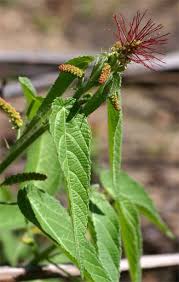 Image result for Acalypha dikuluwensis