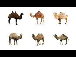 The two types are bactarian camels and the other one is dromedary camel. Camel Types In English Learn Types Of Camels Camel Species In English Names Of Camels Youtube