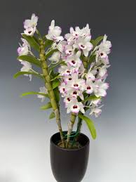 Image result for Rhynchosia chapmanii