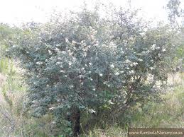 Image result for Searsia acuminatissima