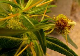 Image result for Xanthium