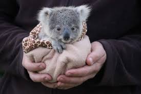 Baby Koala Google Search Cute Baby Animals Cute Little Animals Baby Animals