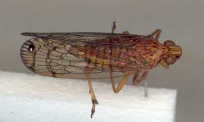 Image result for Lophiocarpaceae