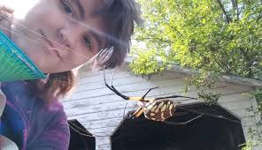 Larinia sp. orb weaver in tall grasses, Owen County, IN