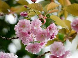 Image result for Prunus