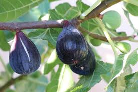 Des Figuiers Pour Le Nord La Terre Est Un Jardin