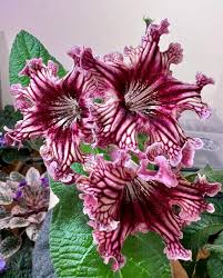 Image result for Streptocarpus confusus