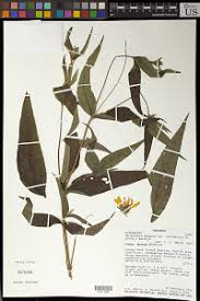 Image result for Orthopichonia barteri