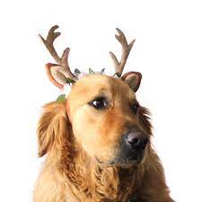 Pin On Dogs Apparel And Accessories