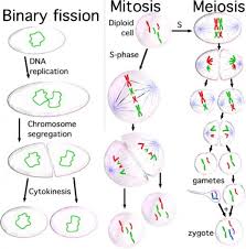 Cell Division Mitosis And Meiosis Mitosis Teaching Biology Cell Biology