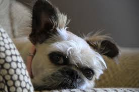 Brandon is a cute small shih tzu male puppy who love to cuddle and is child friendly. Pin On Dogperday