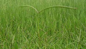 Image result for Urochloa dictyoneura
