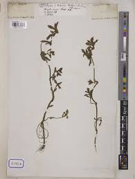 Image result for Enydra