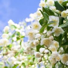 A wide variety of dried flowers jasmine options are available to you, such as variety, processing type, and specialty. Benefits Of Jasmine Flowers Natures Garden Fragrance Oils