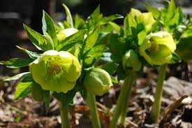 See more ideas about lenten rose, planting flowers, perennials. Here Finally Come The Hellebores A Way To Garden