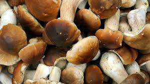 Wie weit verbreitet ist diese schon? Pilzsachverstandiger Andreas Hohmann Aus Boblingen Im Schonbuch Gibt Es Pilze Ohne Ende Boblingen Stuttgarter Nachrichten