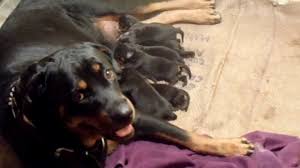 I'd recommend checking out this page caring for newborn puppies as it has tons of info. Rottweiler Puppies New Born Youtube