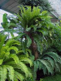 Image result for Encephalartos