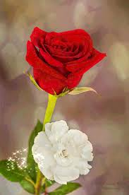 Check spelling or type a new query. Flower Gif Icegif