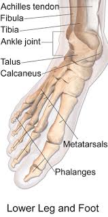 The talus bone connects to the tibia and fibula bones in the lower leg. Talus Bone Wikipedia
