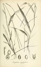 Image result for Paspalum conjugatum