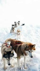 Deniz Ozlem Siberian Husky Dog Sledding Dogs