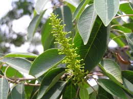 Image result for Sapium