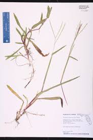 Image result for Digitaria compressa