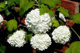 The plant is totally covered. Old Fashioned Virginia Shrubs To Give Your Landscape Charm Greensward Llc