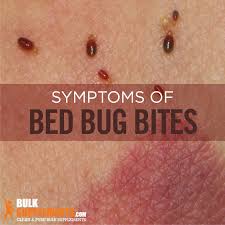 Image result for bedbugs bites