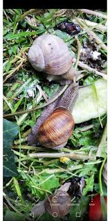 Weinbergschnecken Helix Pomatia Zu Verkaufen Reptilien Terraristik Aus Lauben In 2020 Weinbergschnecke Reptilien Schnecken